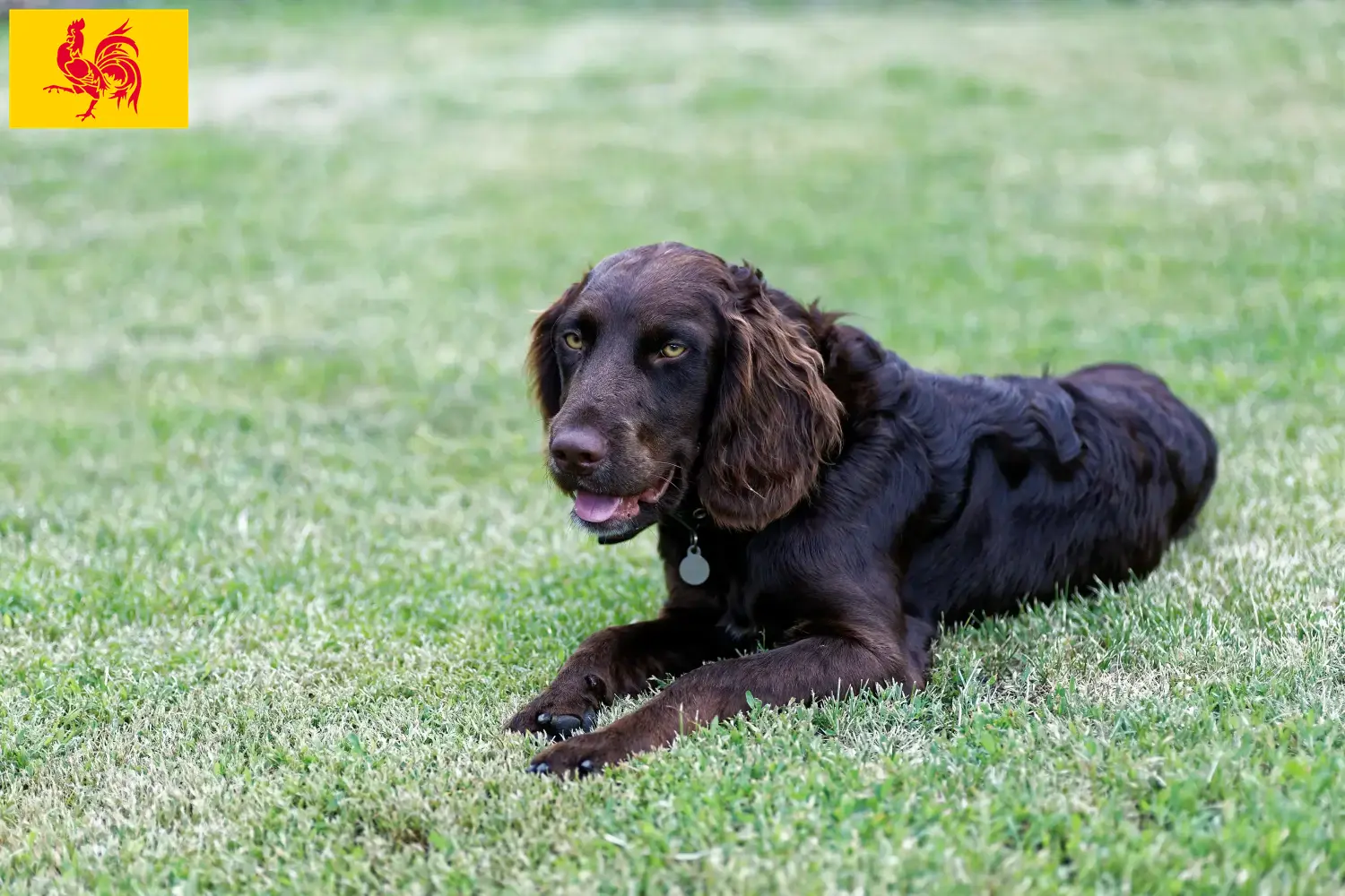 Read more about the article German watchdog breeders and puppies in Walloon Region