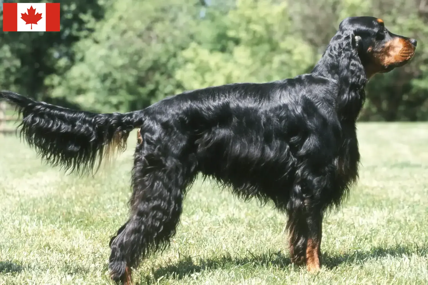 Read more about the article Gordon Setter breeders and puppies in Canada