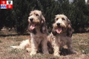 Read more about the article Grand Basset Griffon Vendéen breeders and puppies in Central Bohemia