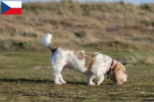 Read more about the article Grand Basset Griffon Vendéen breeders and puppies in the Czech Republic