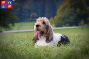 Read more about the article Grand Basset Griffon Vendéen breeders and puppies in Hradec Králové