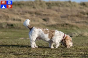 Read more about the article Grand Basset Griffon Vendéen breeders and puppies in Liberec