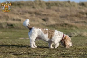 Read more about the article Grand Basset Griffon Vendéen breeders and puppies in Prague