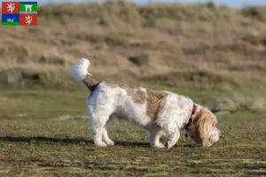 Read more about the article Grand Basset Griffon Vendéen breeders and puppies in Ústí