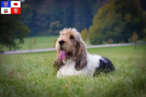 Read more about the article Grand Basset Griffon Vendéen breeders and puppies in Vysočina