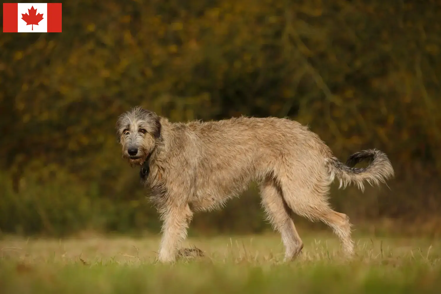 Read more about the article Irish Wolfhound breeders and puppies in Canada