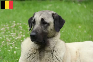 Read more about the article Kangal breeders and puppies in Belgium