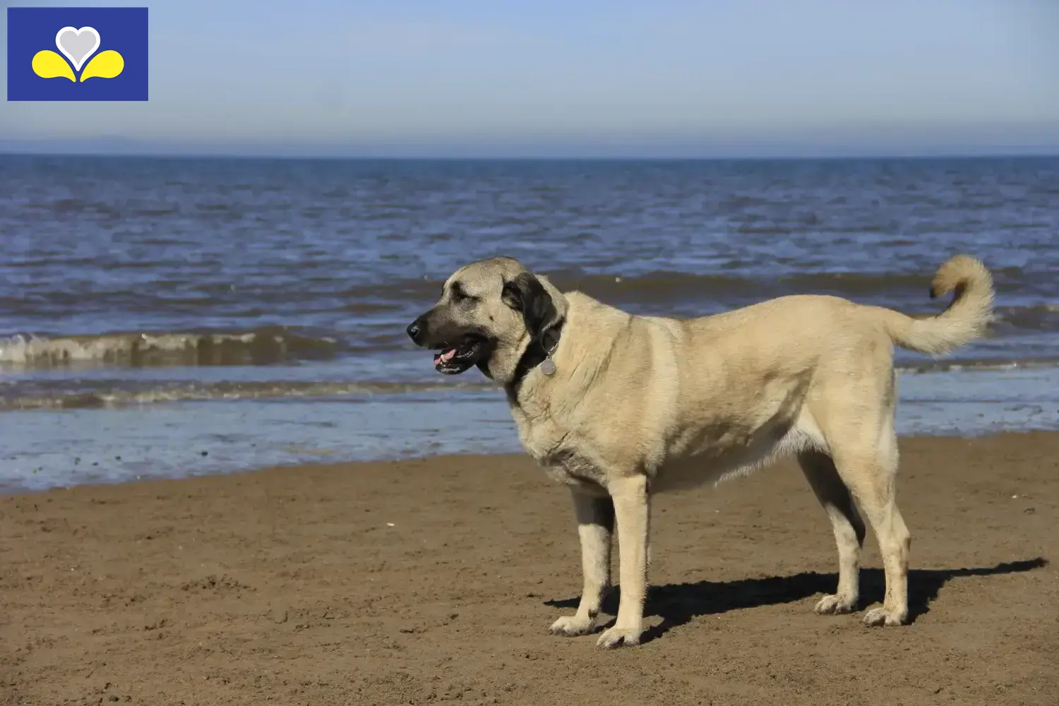 Read more about the article Kangal breeders and puppies in the Brussels-Capital Region