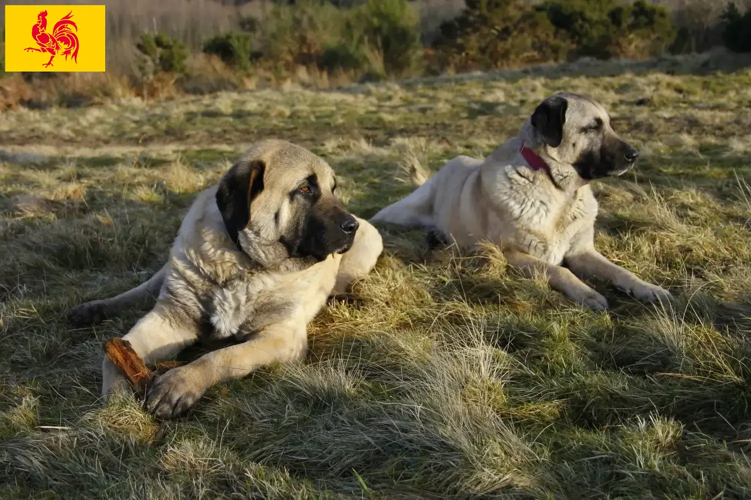 Read more about the article Kangal breeders and puppies in Walloon Region