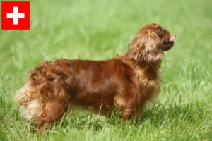 Read more about the article King Charles Spaniel breeders and puppies in Switzerland