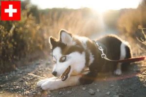 Read more about the article Pomsky breeders and puppies in Switzerland