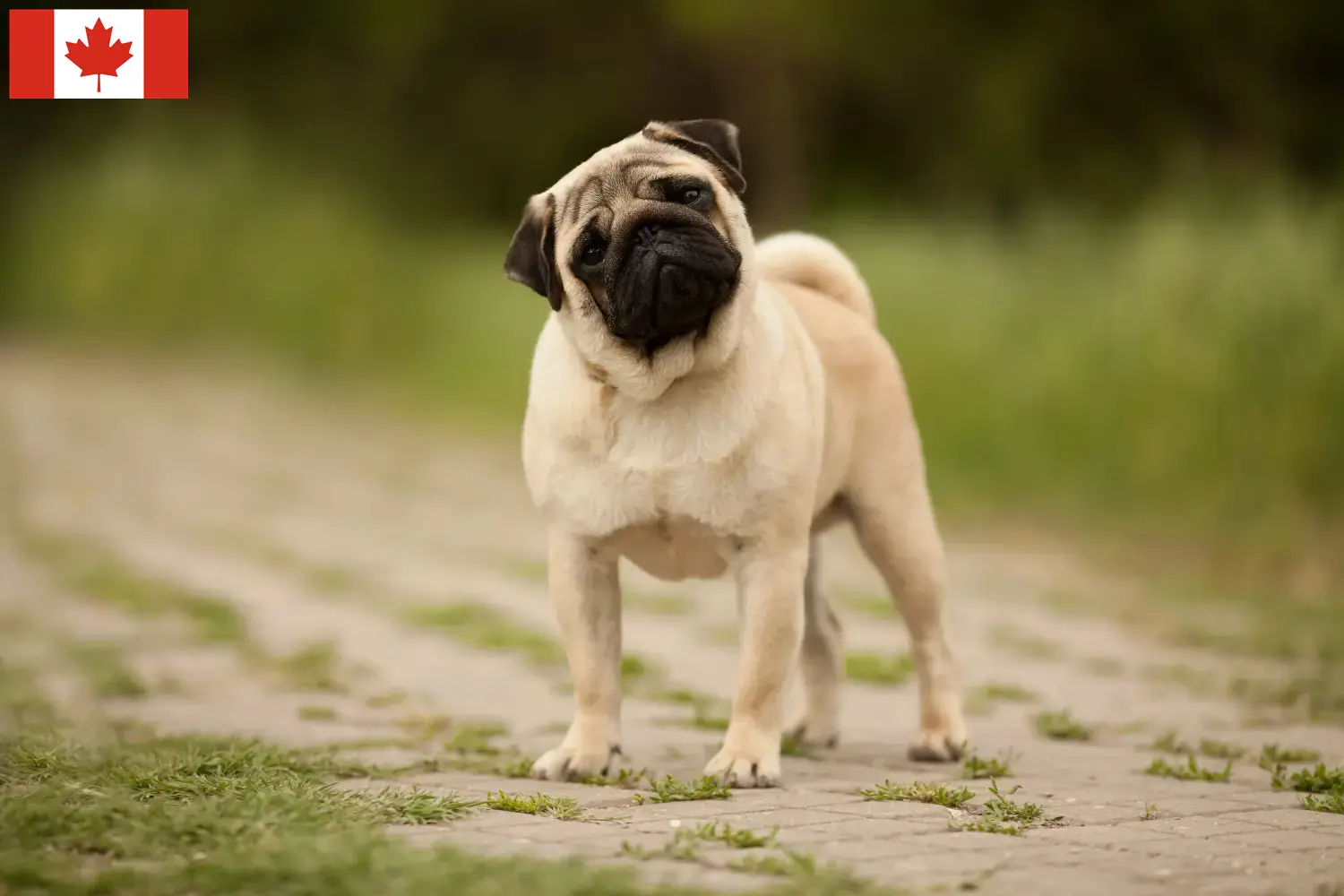 Read more about the article Pug breeders and puppies in Canada