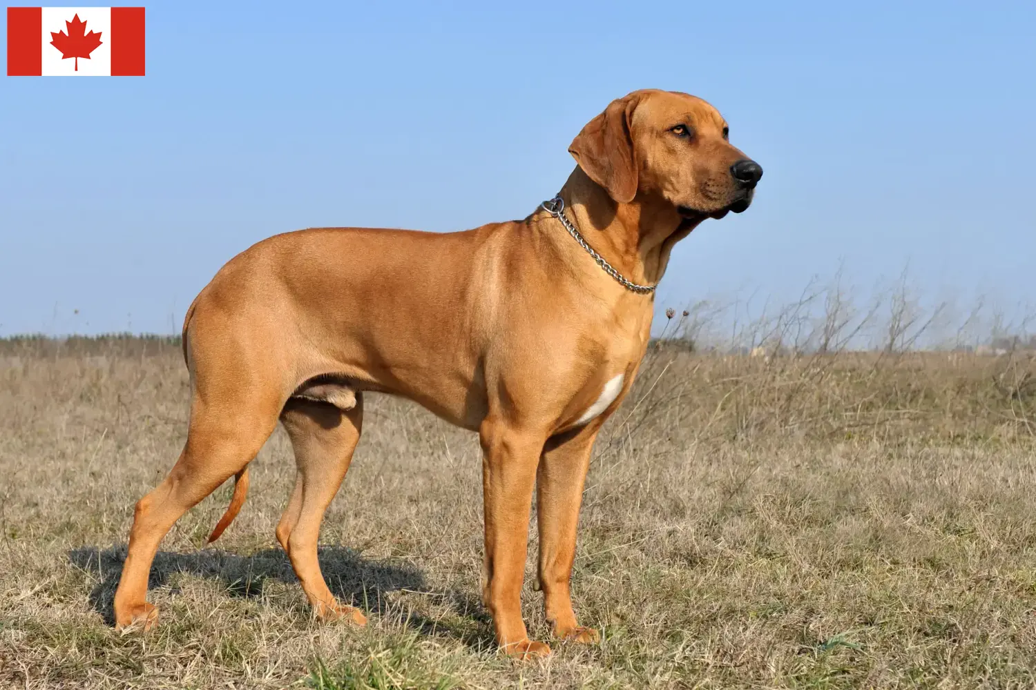 Read more about the article Rhodesian Ridgeback breeders and puppies in Canada