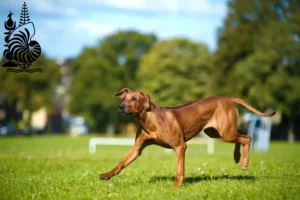 Read more about the article Rhodesian Ridgeback breeders and puppies in New Caledonia