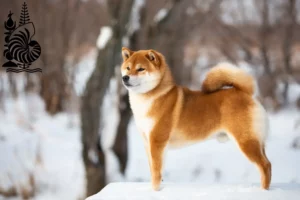 Read more about the article Shiba breeders and puppies in New Caledonia