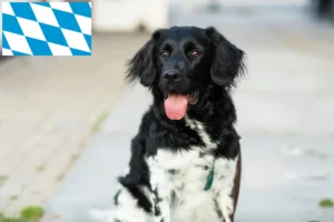 Read more about the article Stabij breeders and puppies in Bavaria