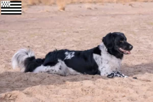 Read more about the article Stabij breeders and puppies in Brittany