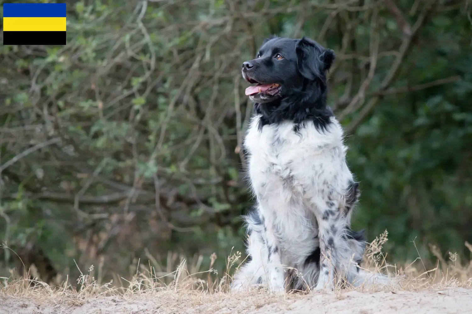 Read more about the article Stabij breeders and puppies in Gelderland