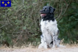 Read more about the article Stabij breeders and puppies in Île-de-France