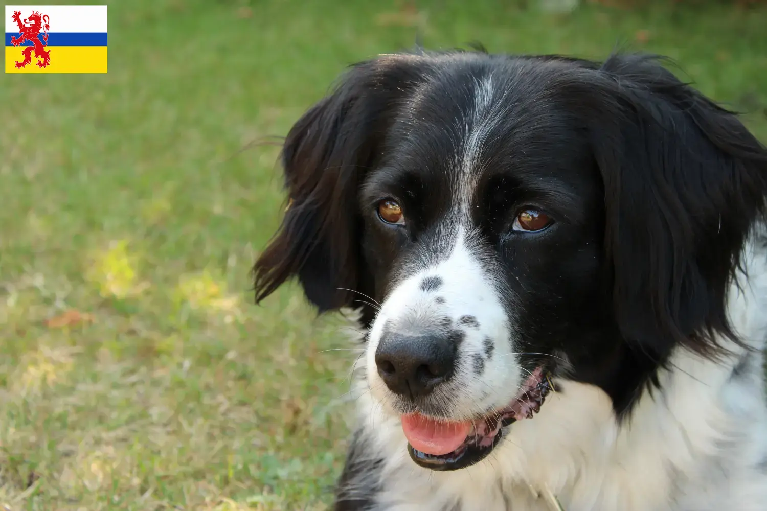 Read more about the article Stabij breeders and puppies in Limburg