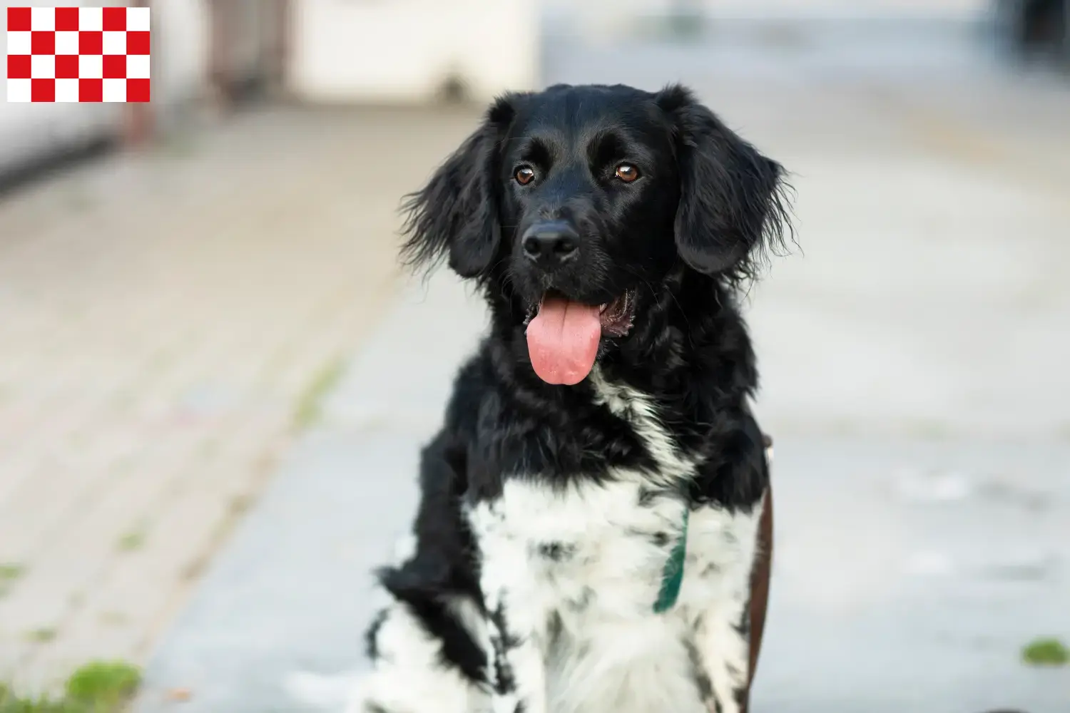 Read more about the article Stabij breeders and puppies in North Brabant