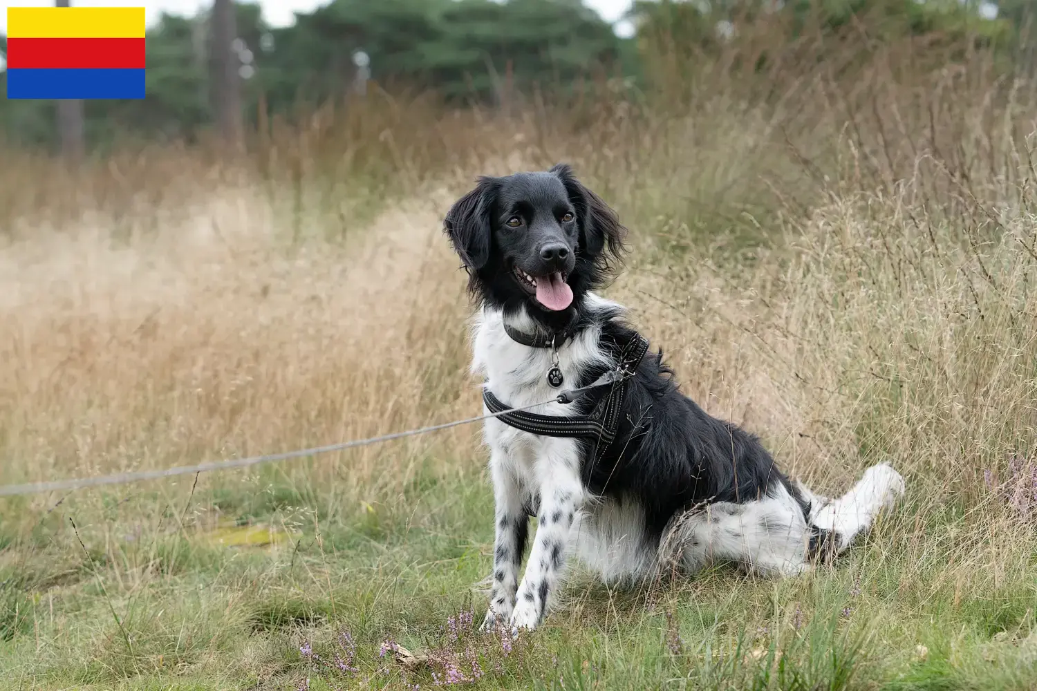 Read more about the article Stabij breeders and puppies in North Holland