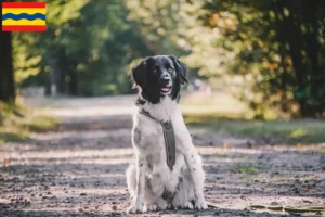 Read more about the article Stabij breeders and puppies in Overijssel