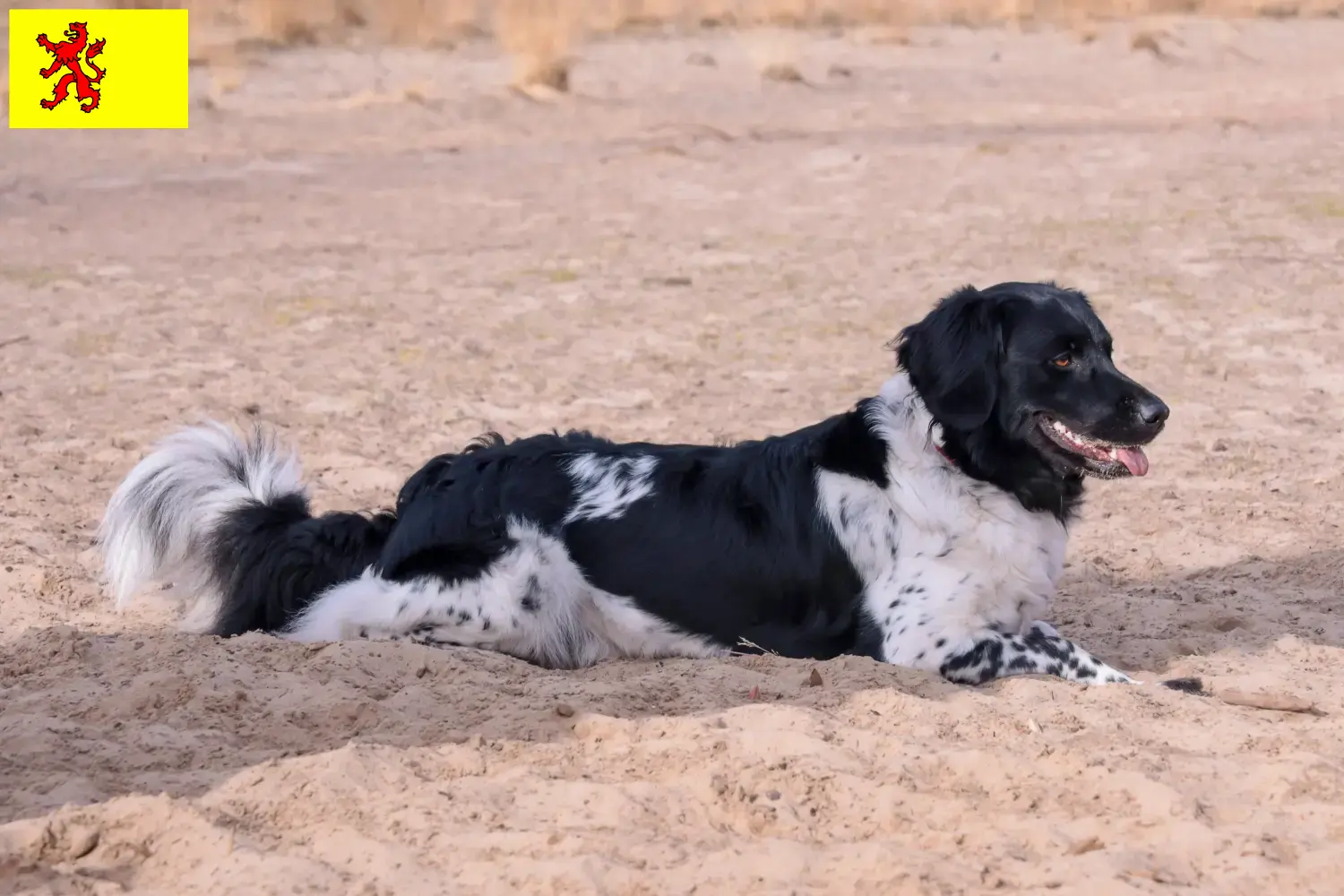 Read more about the article Stabij breeders and puppies in South Holland