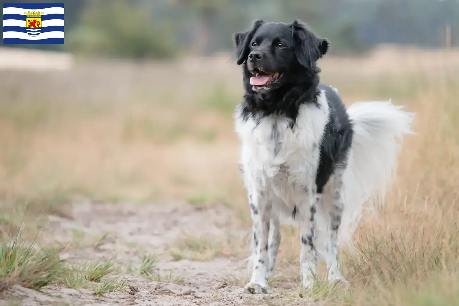 Read more about the article Stabij breeders and puppies in Zeeland