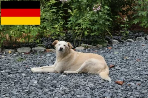 Read more about the article Aidi breeders and puppies in Germany