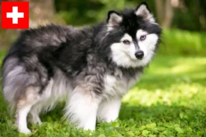 Read more about the article Alaskan Klee Kai breeders and puppies in Switzerland