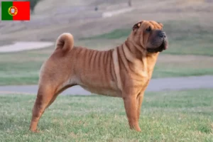 Read more about the article Shar-Pei breeders and puppies in Portugal