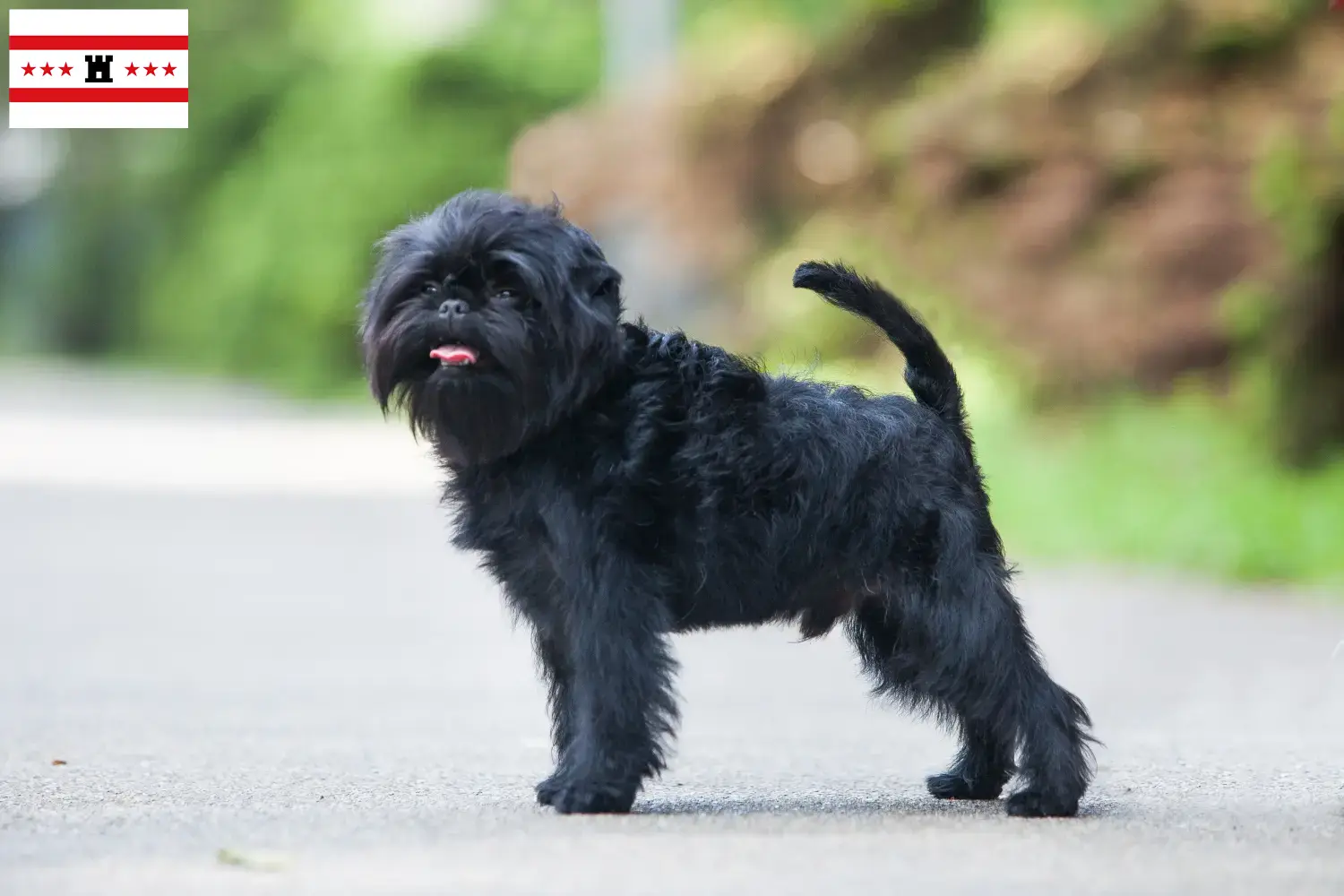 Read more about the article Affenpinscher breeders and puppies in Drenthe