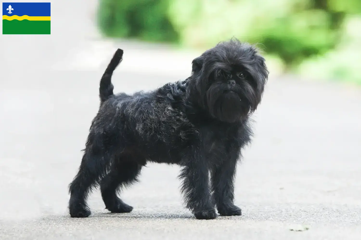 Read more about the article Affenpinscher breeders and puppies in Flevoland