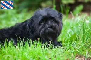 Read more about the article Affenpinscher breeders and puppies in Friesland