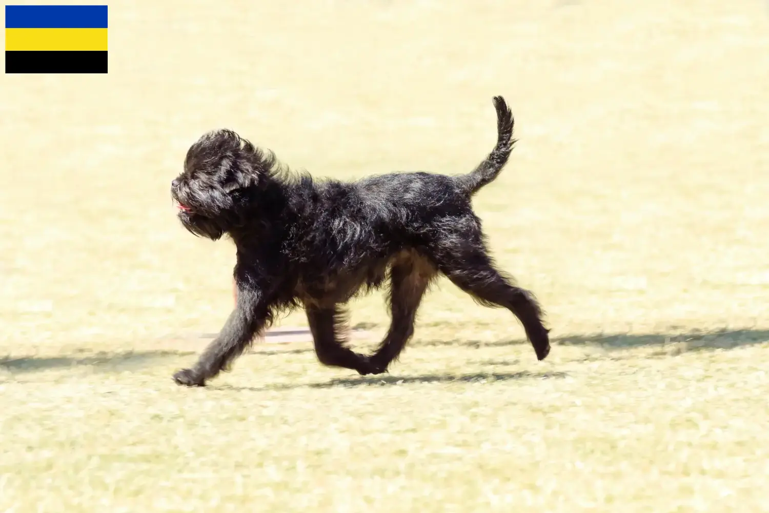 Read more about the article Affenpinscher breeders and puppies in Gelderland