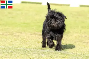 Read more about the article Affenpinscher breeders and puppies in Groningen