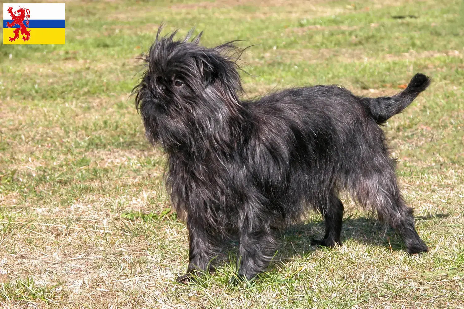 Read more about the article Affenpinscher breeders and puppies in Limburg