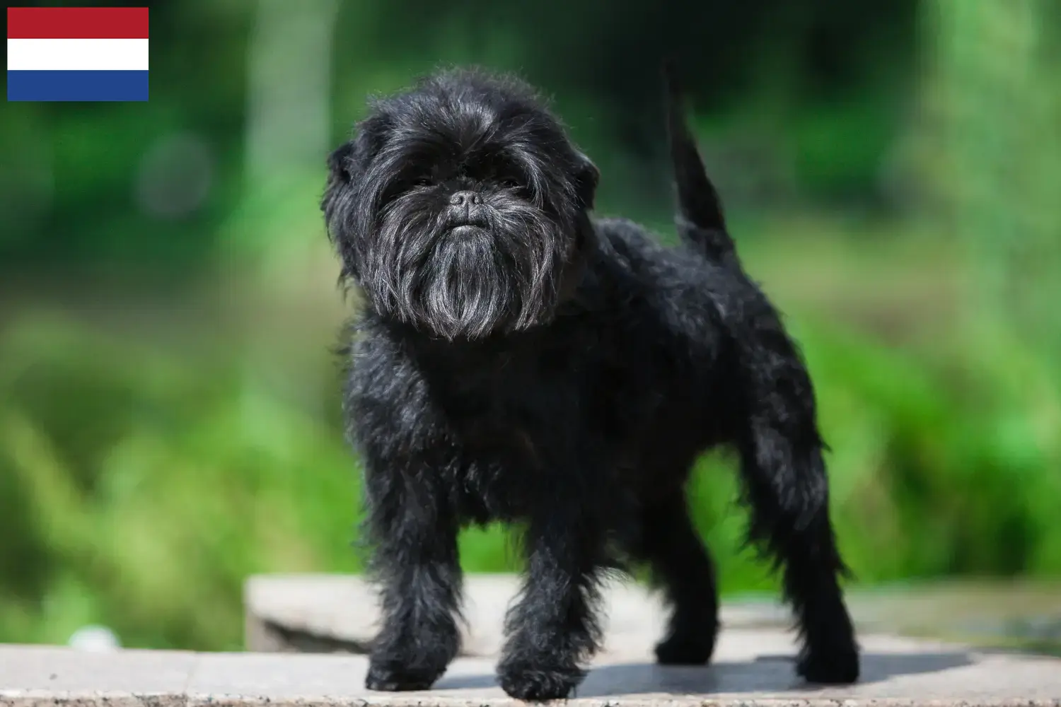 Read more about the article Affenpinscher breeders and puppies in the Netherlands