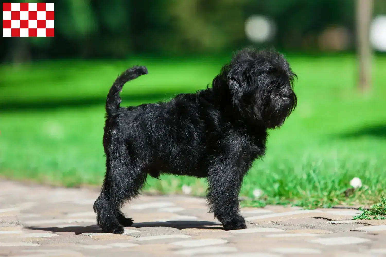 Read more about the article Affenpinscher breeders and puppies in North Brabant