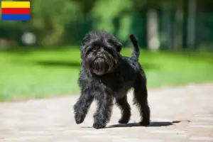 Read more about the article Affenpinscher breeders and puppies in North Holland