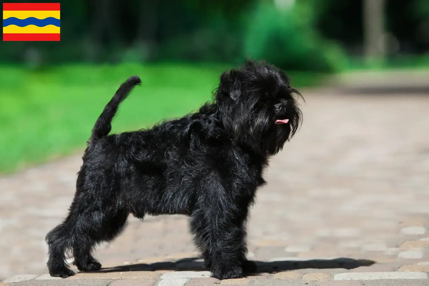 Read more about the article Affenpinscher breeders and puppies in Overijssel