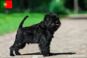 Read more about the article Affenpinscher breeders and puppies in Portugal