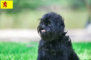 Read more about the article Affenpinscher breeders and puppies in South Holland