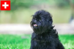 Read more about the article Affenpinscher breeders and puppies in Switzerland