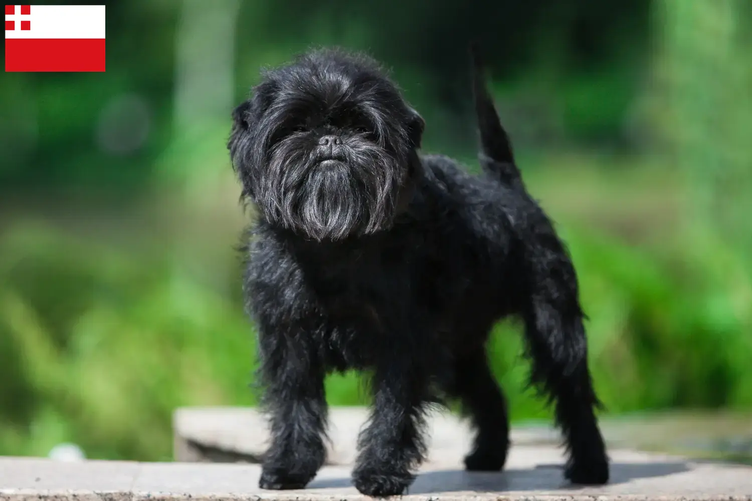 Read more about the article Affenpinscher breeders and puppies in Utrecht