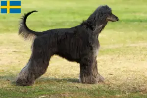 Read more about the article Afghan Hound breeders and puppies in Sweden