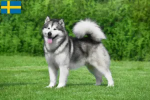 Read more about the article Alaskan Malamute breeders and puppies in Sweden