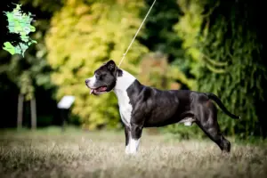 Read more about the article American Staffordshire Terrier breeders and puppies in Sjælland