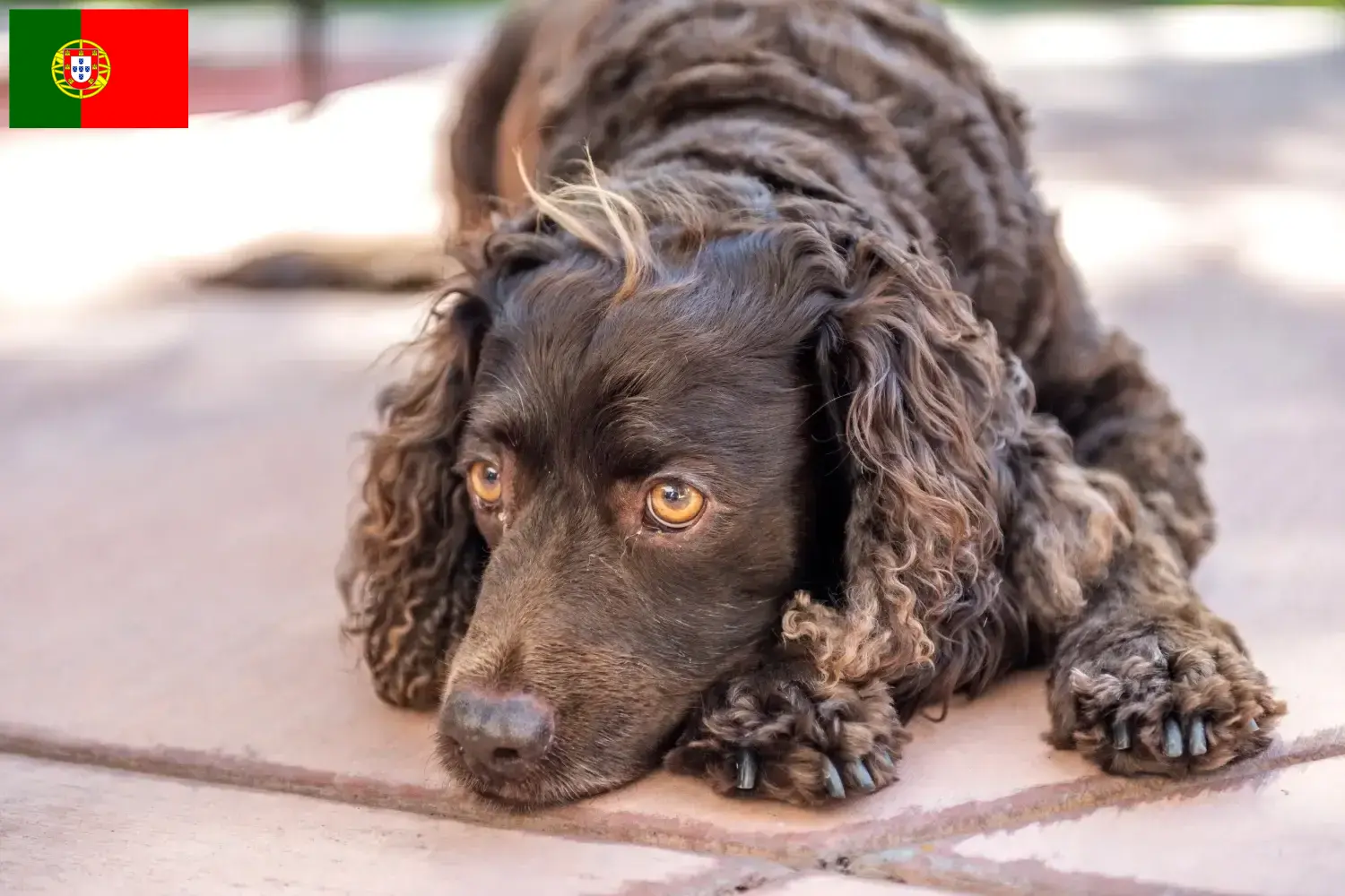 Read more about the article American Water Spaniel breeders and puppies in Portugal